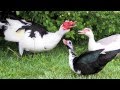 "Muscovy Ducks" Documentary