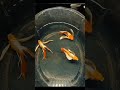 New Strain & Still Rare..Santa Koi Dumbo Long Ear #usa #uk #europe #fish #animals #guppy