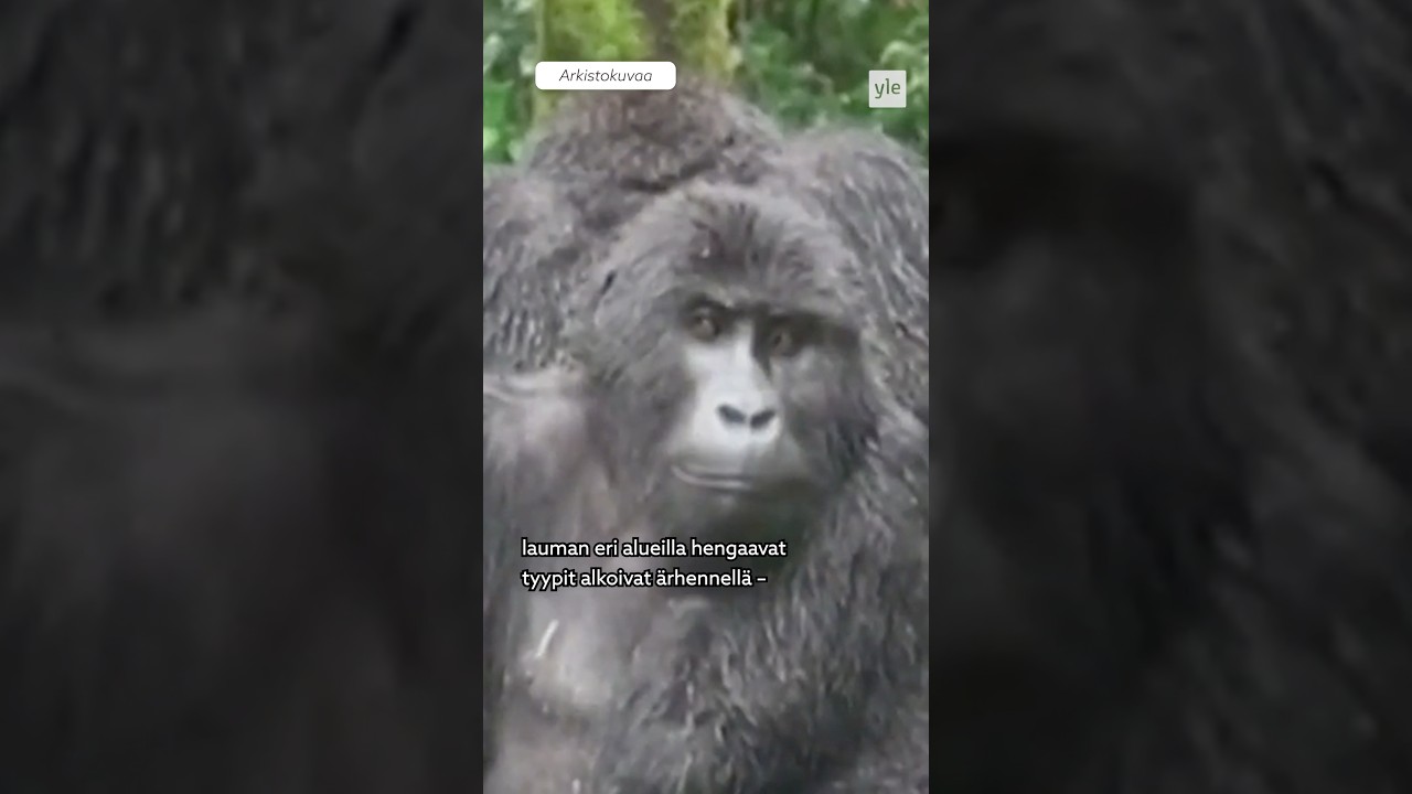 Simpanssit sotii🙉 Ooksä kuullut tästä? #ylemix #yleuutiset #uutiset #apina