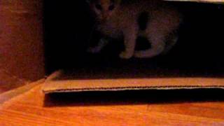 Turkish Van Kitten (Helios) Playing 'Keep Away' by Carol Edquist 56 views 13 years ago 57 seconds