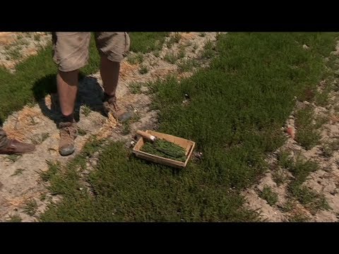 Balade été - Recettes à la salicorne sur l'île de Ré