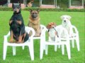 Secrets To Dog Training Review + Secrets To Dog Training Ebook Download Secrets To Dog Training Review + Secrets To Dog Training Ebook Download