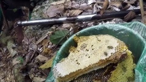 Khai Thác Ong Mật Khủng Trong Hang Đá