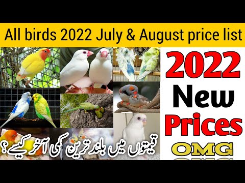 Birds prices 2022 July and August | parrot price in pakistan | All birds 2022 new prices update
