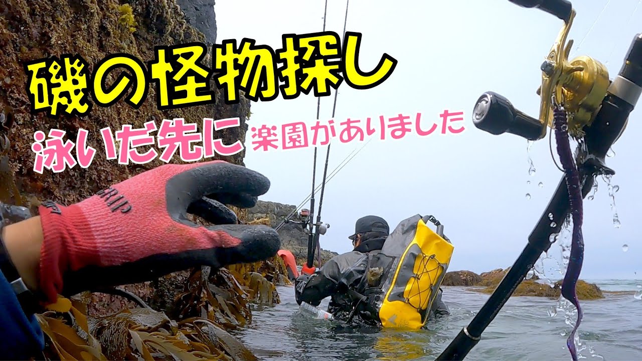 【大型ベッコウゾイ】藻場のハードロックフィッシュは格別！専用パックロッドで釣ると楽しいんです！