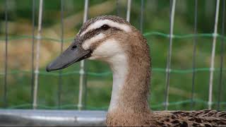 Duck Love At Sallys Duck Rescue
