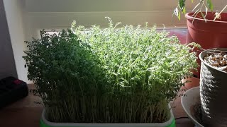 Growing Brown chickpea microgreens in water with in 15 days.