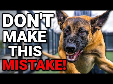 Video: Hỏi chuyên gia: Canine Confidence
