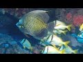 Cozumel, Mexico 2017 More Amazing Drift Diving