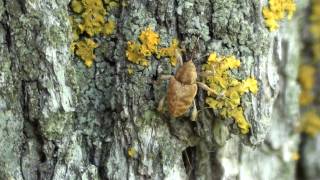 Nut Weevil Curculionidae Curculio On Oak Trunk