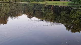 Nutria Fredenbaumpark 7.9.21