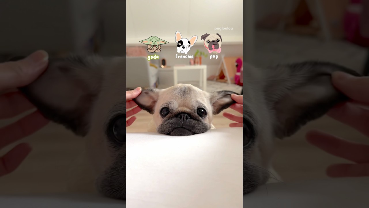 Yoda, Frenchie or PUG? 🐶💚 