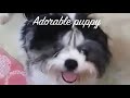 #23. Shorts. Adorable puppy wants to play.