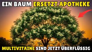 Der Baum Der Multivitamine berflssig Macht doch Niemand Pflanzt Ihn