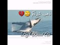 ذهب شيرتكم صوت الحوت ذهب شيرتكم صوت الحوت