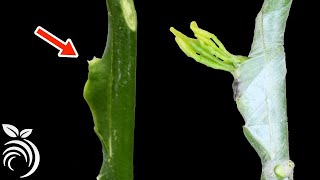 This video shows a highly efficient bud grafting technique used for
citrus trees in nurseries. chip budding is ...