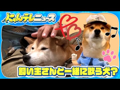 【柴犬】仲良しな飼い主さんと一緒に歌う犬？/「しば犬」が道路に迷い込む