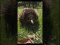 echidna: ऑस्ट्रेलिया का रहस्यमयी कांटेदार माउस"