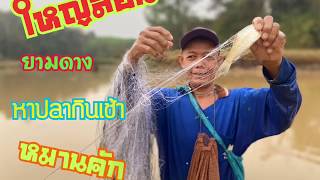 วิถีอิสาน  ใหญ่สอนยามปลา ยามมอง หาปลา หาปลาขาวในนา  ลงดาง หาแนวกิน  แนวกินอิสาน คิดฮอดบ้าน