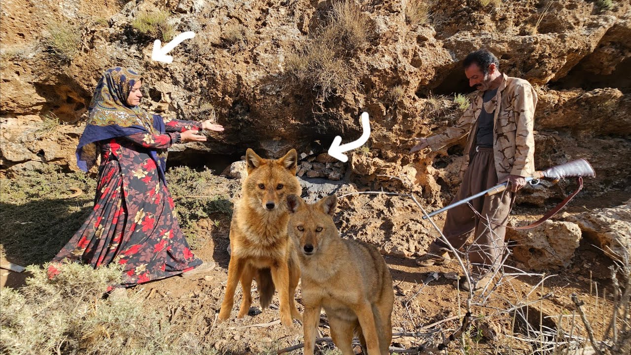 🌄🏔️ Bazegasht's bloody revenge on the wolves: Kulthum's hard fight to save the wolves🐺