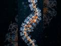 The World's Longest Living String! #marinemystery #siphonophore #deepsea