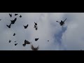 Николаевские голуби 2я часть