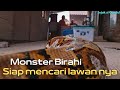 Besanan Ular Monster vs Retic Lavender