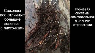 Распаковка посылки от Гарденмарт. Лучшие саженцы.