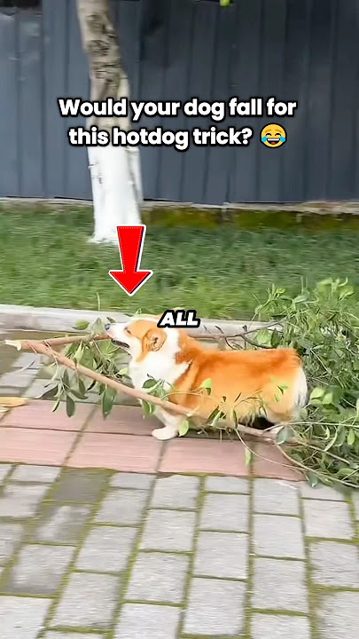 how to outsmart corgis with hotdogs 😂