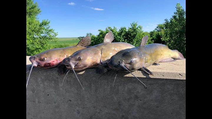 Catching Catfish on a Small Iowa River
