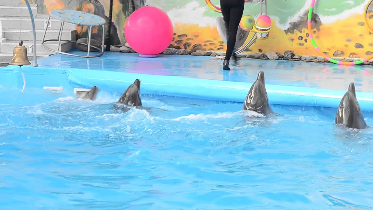 2014-01-25. Донецкий дельфинарий Дельфины кружатся - YouTube