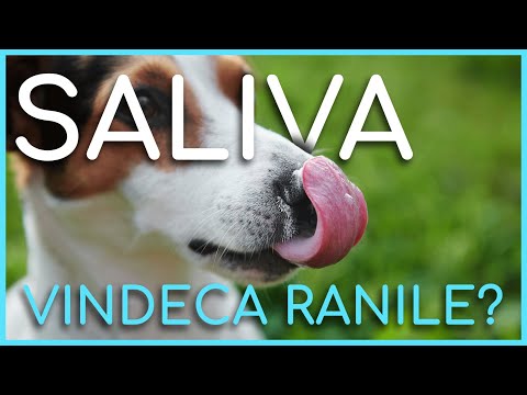 Video: De ce saliva câinelui vindecă rănile?