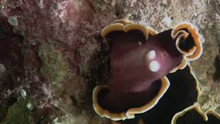 Flatworms - Reproduction