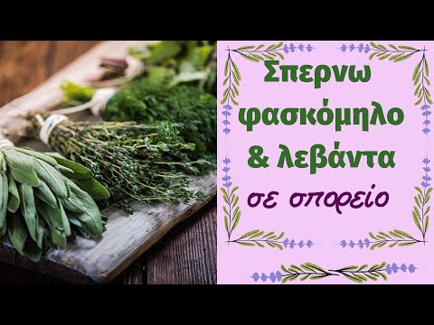 Πως να σπειρουμε φασκόμηλο & λεβάντα σε σπορείο για την Άνοιξη