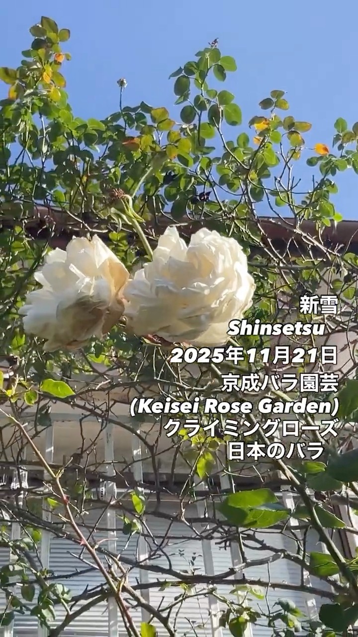 新雪 Shinsetsu⠀⠀2025年11月21日京成バラ園芸Keisei Rose Gardenの