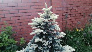 :    picea pungens Bialobok  