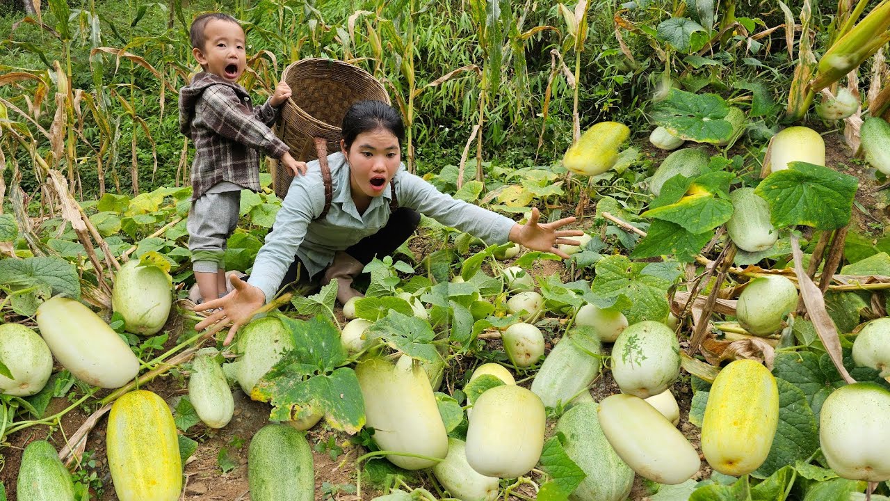 Сбор очень больших дынь для продажи на рынке — приготовление резервного корма для поросят.