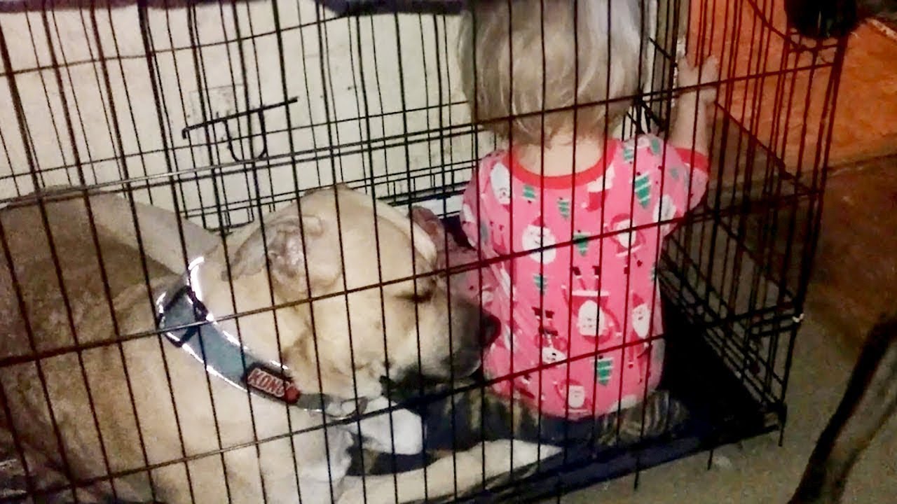 petco hours Funny Animals Compilation 2018 - Naughty Kids And Jealous Horse Funny Pets Compilation