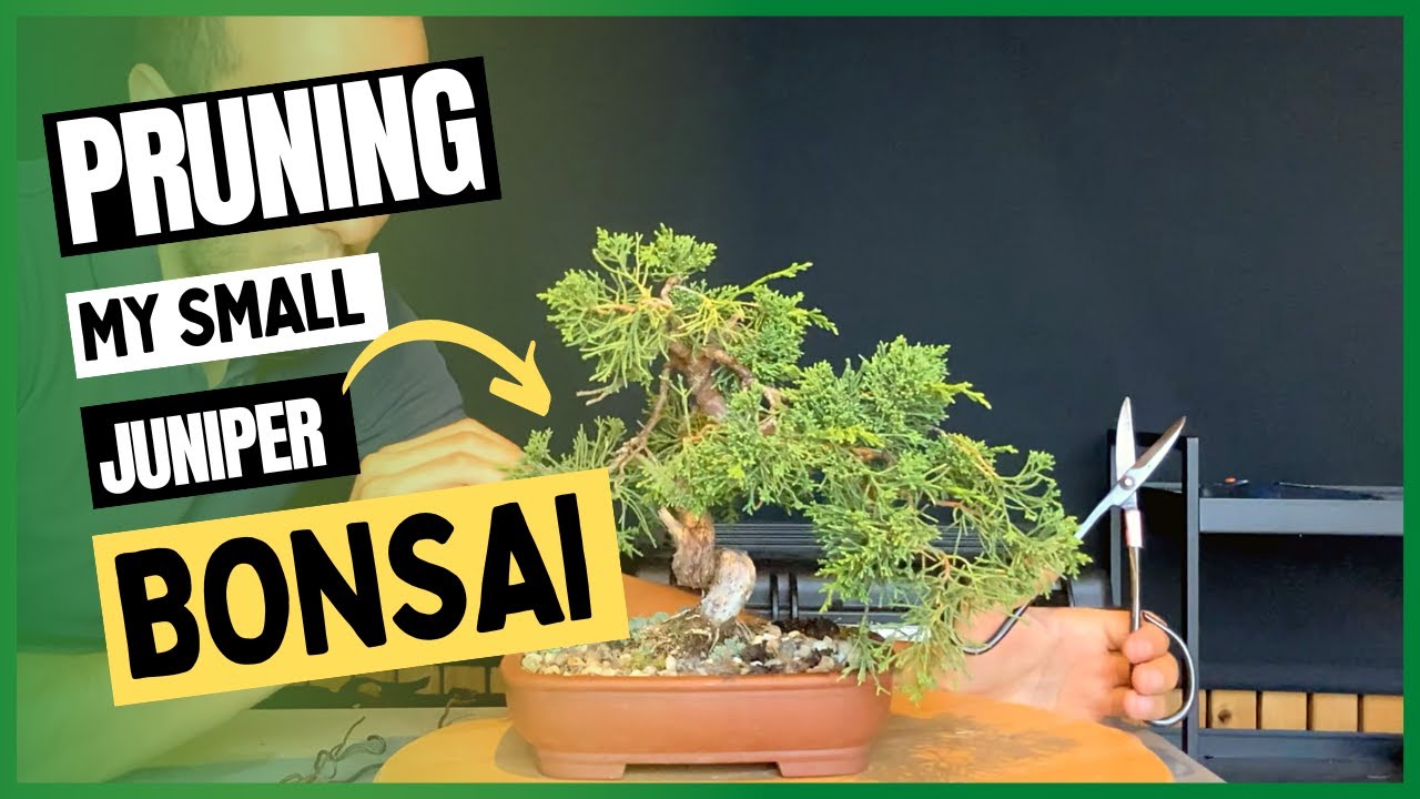 How to take care of your juniper bonsai YouTube