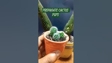 🌵Propagate Cactus from offsets #houseplants #plants #propagation #cactus #shorts