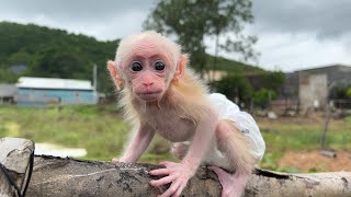 Baby monkey Bon Bon goes to the vegetable garden to help grandpa by Home Pet 464 views 11 months ago 6 minutes, 7 seconds