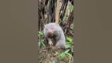 Test thử bộ hàm dúi rừng