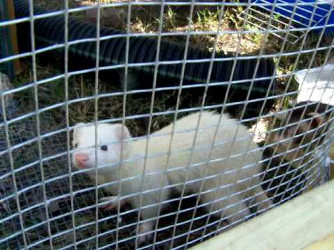 outdoor ferret pen