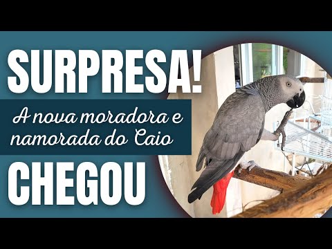 O CAIO GANHOU UMA NAMORADA | PAPAGAIO DO CONGO - UDP