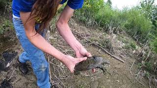 2 Spiny Softshell Turtles