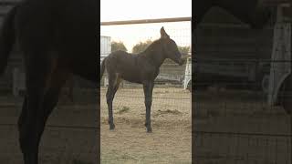 Mulita hija de Pancho hermana de Él Cuervo! 🐦‍⬛😍🖤#fyp #viral #caballos  #mula  #rancho  #mule