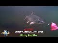 Awesome Underwater Salmon Strikes (Plug Bites)