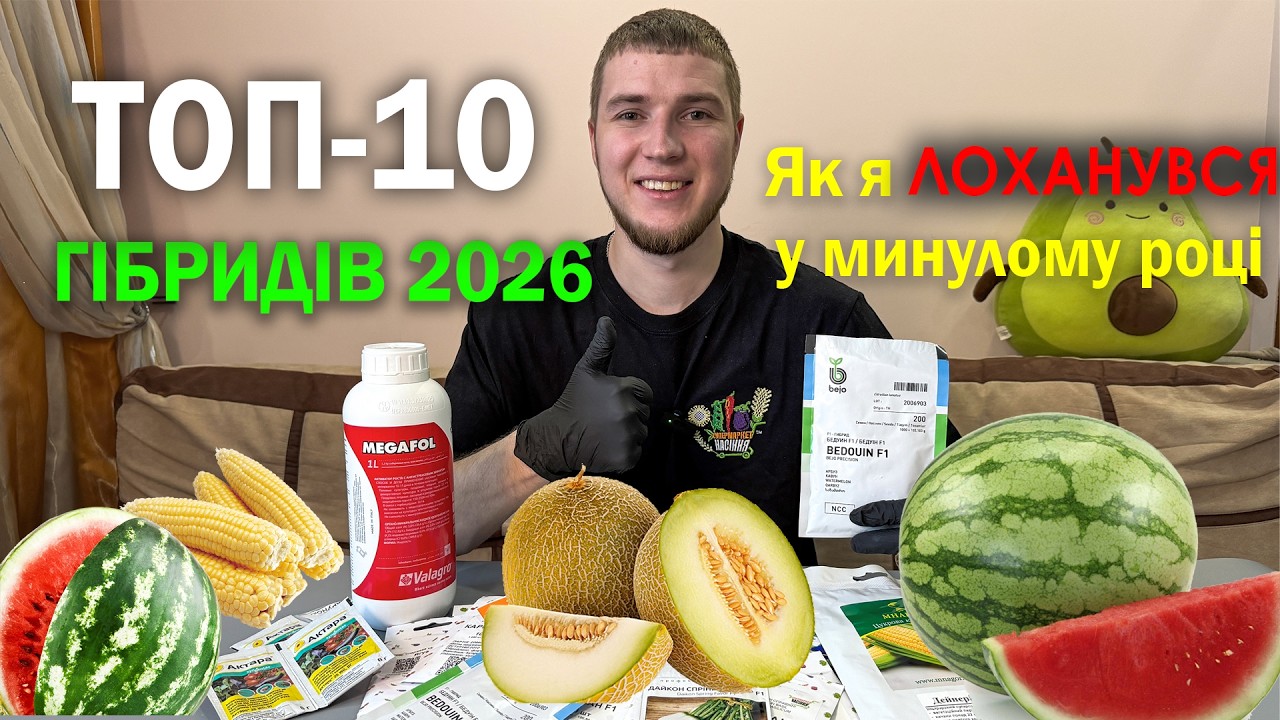 ТОП-10 гібридів 2026: Що я сію, щоб завалити себе КУКУРУДЗОЮ та КАВУНАМИ