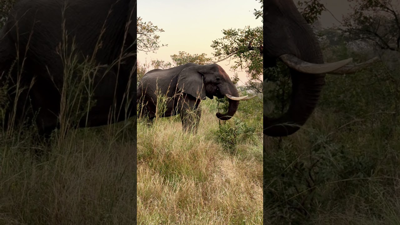 Elephant Physical Characteristics and Lifespan