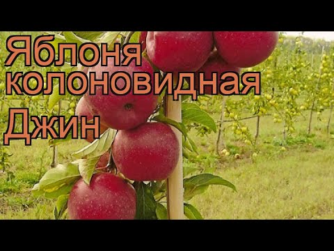 Яблоня колоновидная Джин (malus dzhin) &#55356;&#57151; яблоня Джин обзор: как сажать саженцы яблони Джин